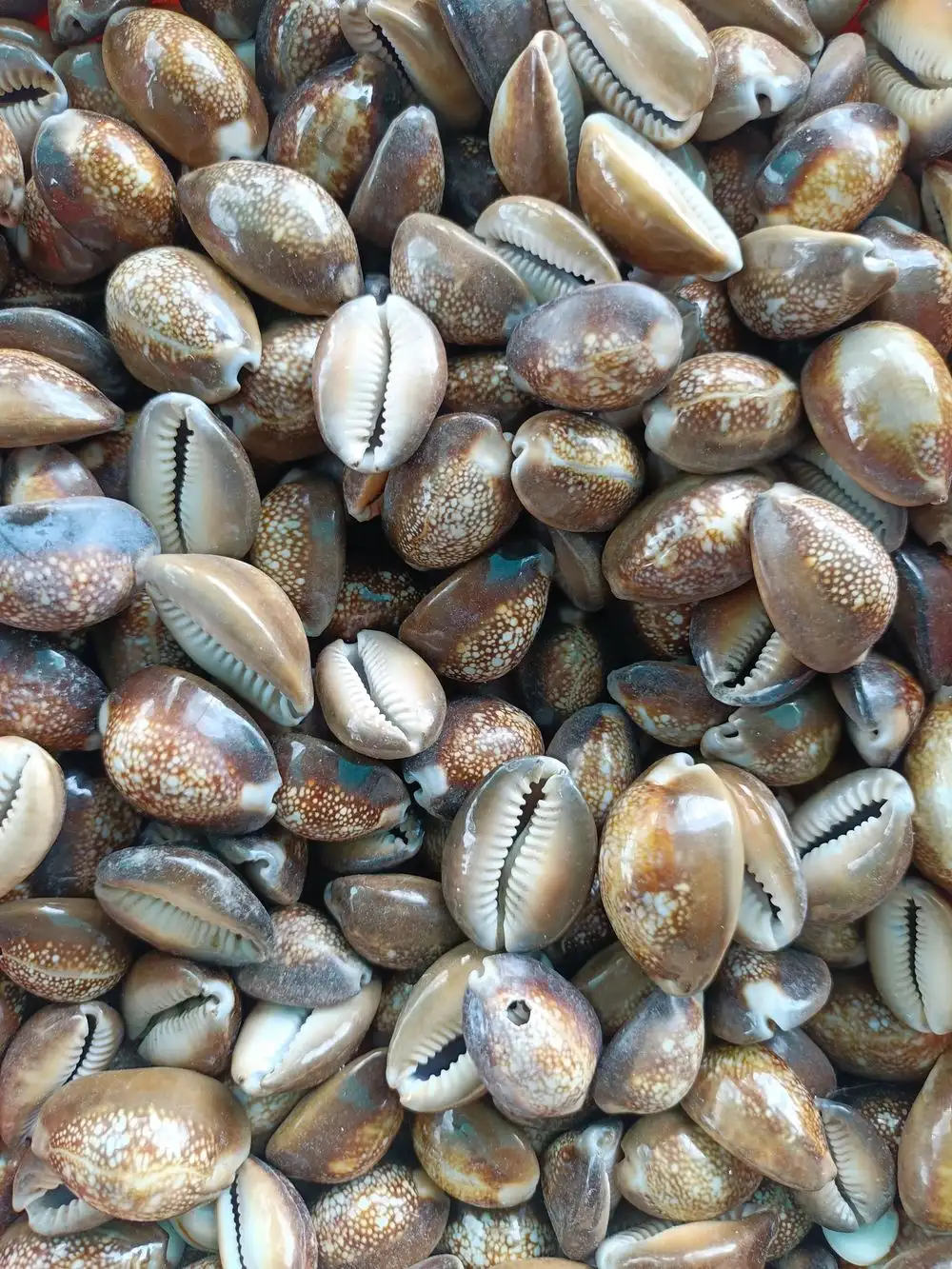 Cauris, coquillages utilisés par le marabout pour la divination